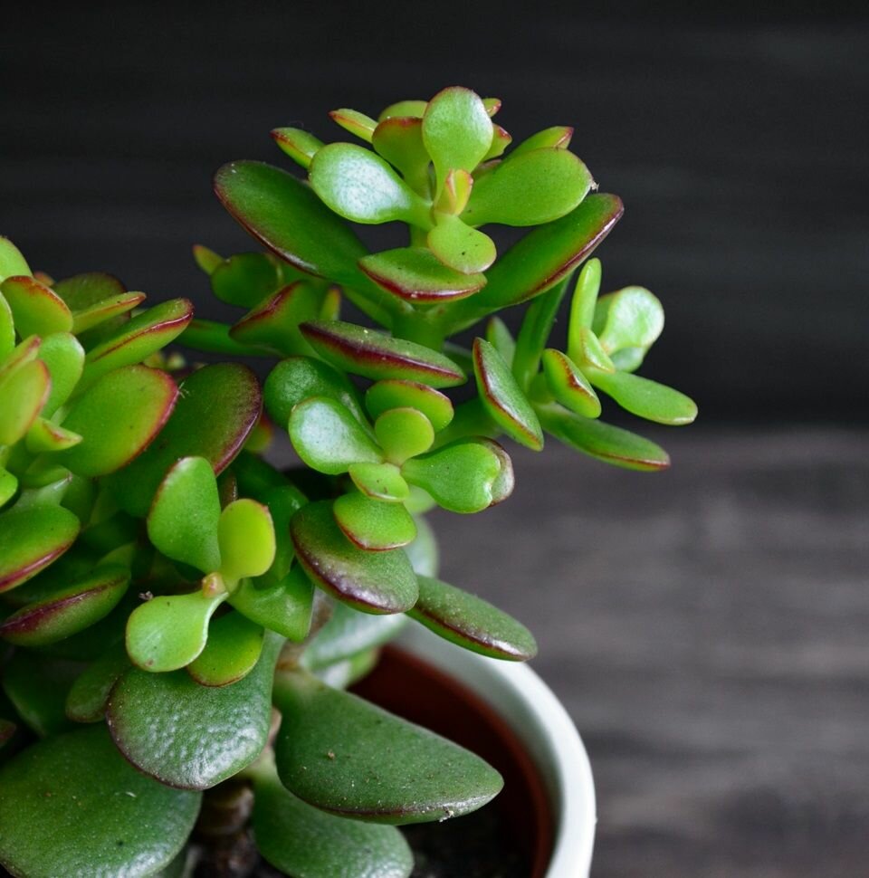 Толстянка зонтичная Crassula Umbella