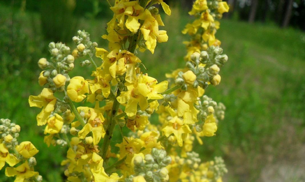 Verbascum Thapsus коровяк обыкновенный