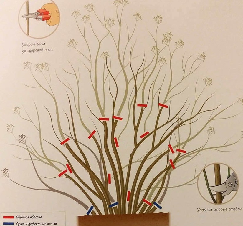 Омоложение сирени осенью старого куста схема обрезка