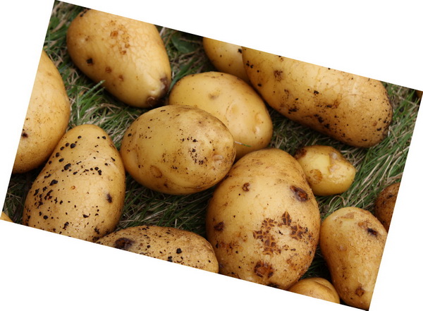 Откуда картошка в россии. История картофеля. Происхождение картошки. Древний картофель. На картошке появились.