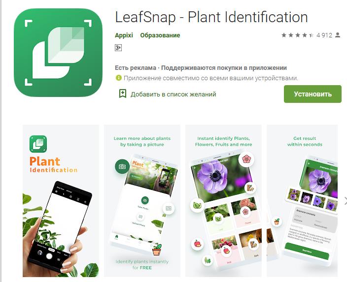 Индификатор растений по фото онлайн бесплатно идентификатор
