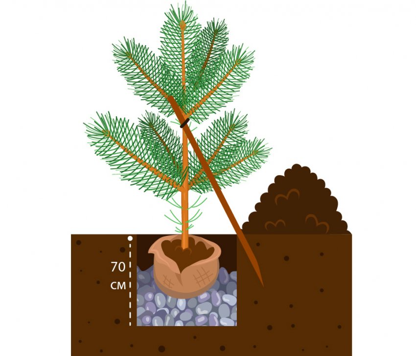 Схема посадки сосны обыкновенной